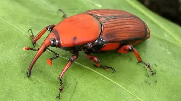 Picudo rojo de las palmeras, plaga bajo vigilancia del SENASA en Argentina