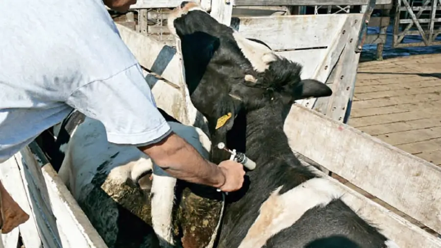 Aplicación de vacuna contra la fiebre aftosa en bovinos de establecimientos lecheros