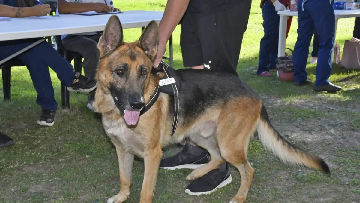 Vecino lleva a su perro a una jornada gratuita de vacunación antirrábica organizada por la Municipalidad de Avellaneda.
