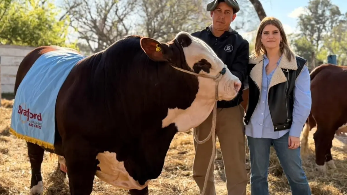 Mancini junto al toro premiado y su cuidador en la Expo Rural de Reconquista