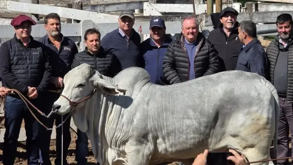 Felipe Michlig junto a productores y un ejemplar Brahman en ExpoTotal 2026 de San Cristóbal