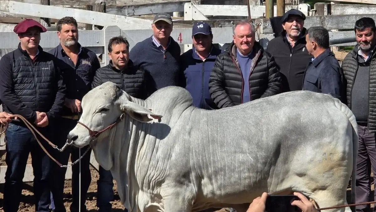 Felipe Michlig junto a productores y un ejemplar Brahman en ExpoTotal 2026 de San Cristóbal