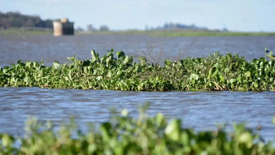 Río Paraná con nivel elevado y crecida en la región de Santa Fe