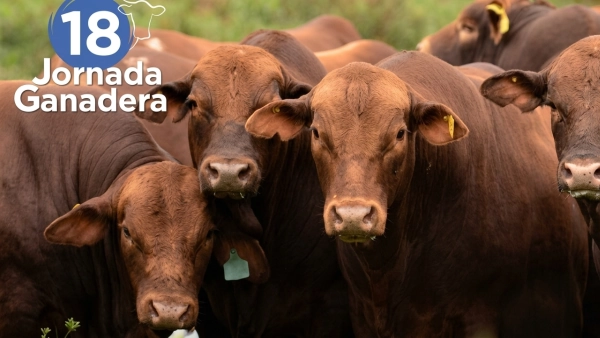 Ganado en campo, imagen representativa de la 18.ª Jornada Ganadera de Malabrigo