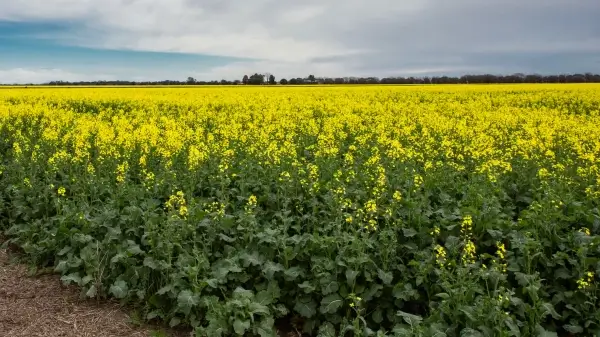 Campo sembrado con colza como alternativa para diversificar las rotaciones agrícolas