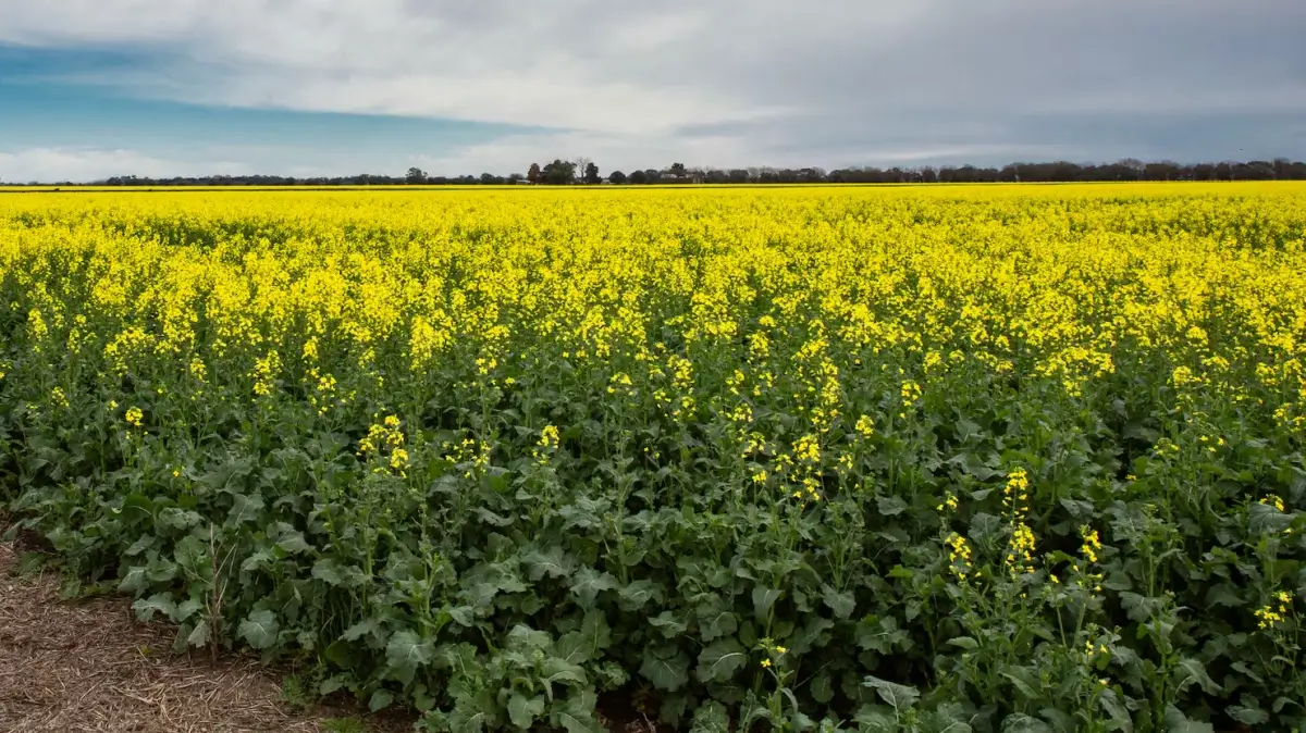 Campo sembrado con colza como alternativa para diversificar las rotaciones agrícolas