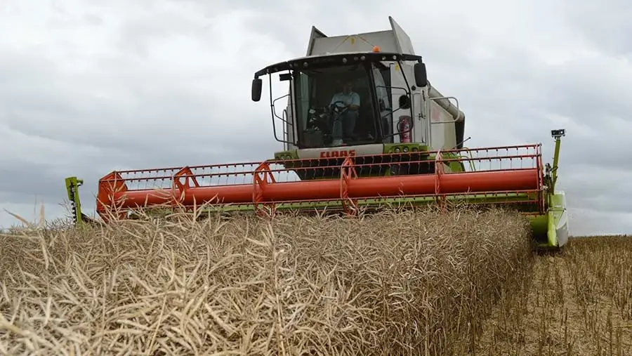 osecha de colza en un campo agrícola