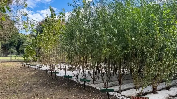 Plantas de árboles nativos destinadas a forestación urbana en Suardi