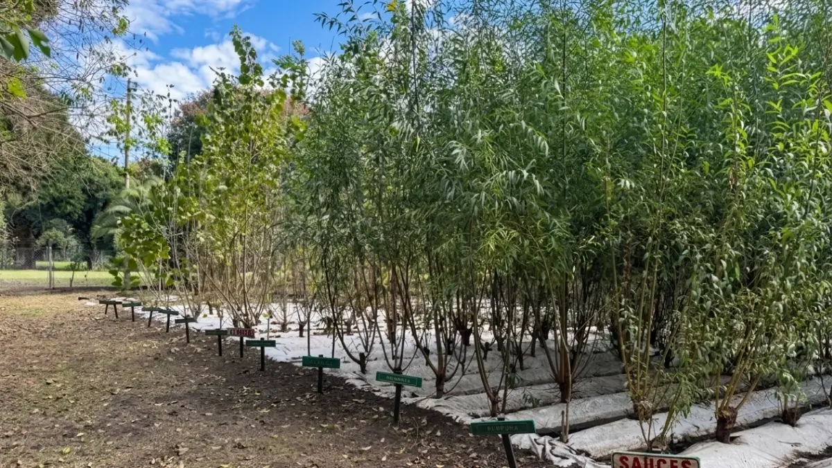Plantas de árboles nativos destinadas a forestación urbana en Suardi