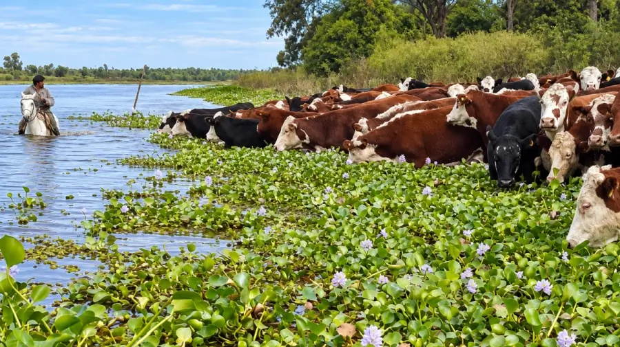 Traslado de ganado desde las islas hacia zonas más altas por la creciente del río Paraná en el norte de Santa Fe.